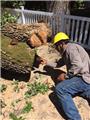 Photo of Econo Tree Service Inc