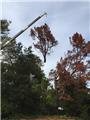 Photo of Econo Tree Service Inc