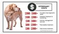 Photo of K9 Weight Challenge