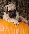 Photo of Paw Power - Puppy Training Mullumbimby