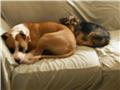 Photo of Paw Power - Puppy Training Mullumbimby