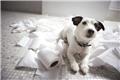 Photo of Paw Power - Puppy Training Mullumbimby