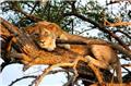 Photo of East African Exotic Safaris