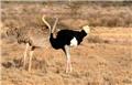 Photo of East African Exotic Safaris