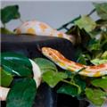Photo of Creepy Crawlers