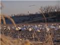 Photo of SHOW ME SNOW GEESE