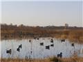 Photo of SHOW ME SNOW GEESE