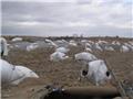 Photo of SHOW ME SNOW GEESE