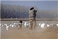 Photo of SHOW ME SNOW GEESE