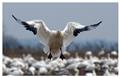 Photo of SHOW ME SNOW GEESE