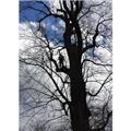 Photo of Above Ground Tree and Landscape