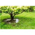 Photo of Go Green Tree and Landscape