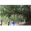 Photo of Go Green Tree and Landscape