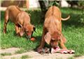 Photo of True Carnivores - Raw Food For Cats and Dogs