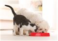 Photo of True Carnivores - Raw Food For Cats and Dogs