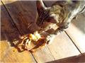 Photo of True Carnivores - Raw Food For Cats and Dogs