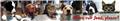 Photo of True Carnivores - Raw Food For Cats and Dogs